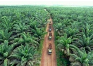 Diduga Ada Perbuatan Kolusi, Ribuan Hektar Perkebunan PT AA di Luar HGU, Kasus Masih Bergulir di PN dan Lahan 200 Hektar di Bagi.