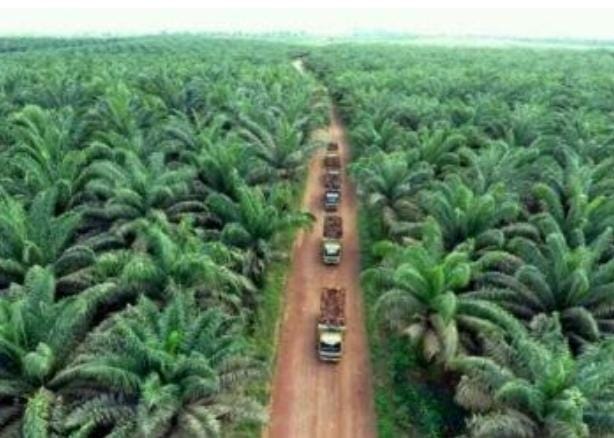 Diduga Ada Perbuatan Kolusi, Ribuan Hektar Perkebunan PT AA di Luar HGU, Kasus Masih Bergulir di PN dan Lahan 200 Hektar di Bagi.