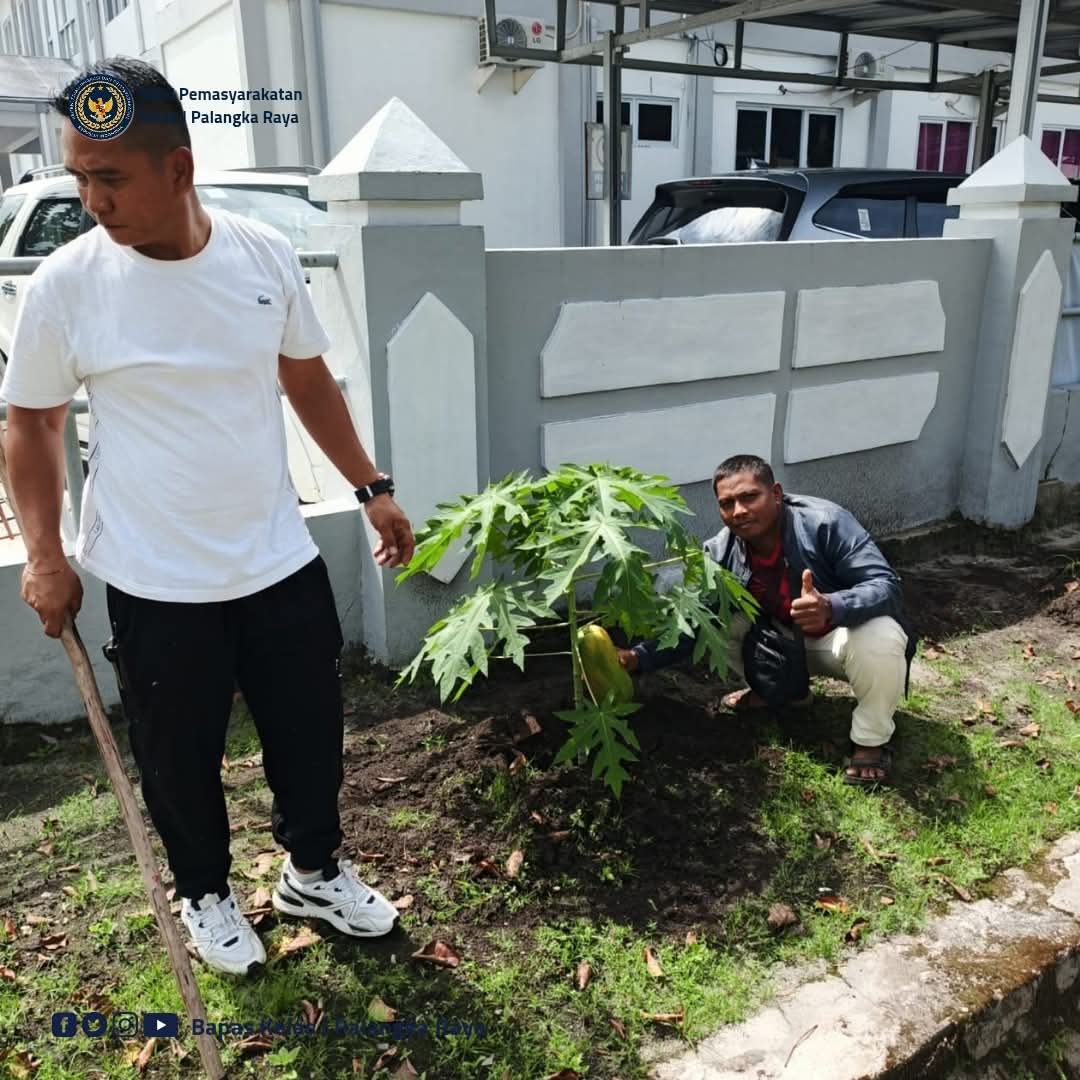 Bapas Palangka Raya Dalam Rangka Program Ketahanan Pangan Memanfaatkan Lahan Kosong Di Tanami Pepaya
