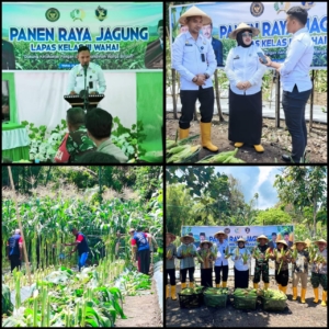 Bukti Sukses Ketahanan Pangan, Panen Raya Jagung di Lapas Wahai Capai 1,2 Ton