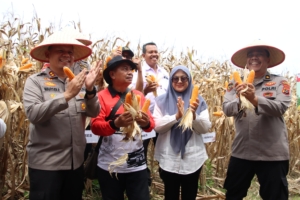 Polres Pelabuhan Belawan Laksanakan Panen Raya Jagung Program Ketahanan Pangan