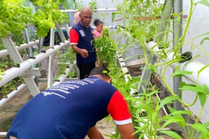 Panen Akhir Pekan, Warga Binaan Lapas Wahai Jaga Ketahanan Pangan Mandiri