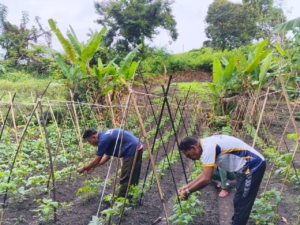 Produktif dan Mandiri, Warga Binaan Lapas Bandanaira Rutin Rawat Tanaman Kacang Panjang  ‎
