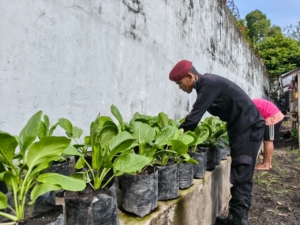Lapas Bandanaira Panen Sawi Sistem Polybag, Siapkan Bekal Hidup Mandiri untuk Warga Binaan  ‎