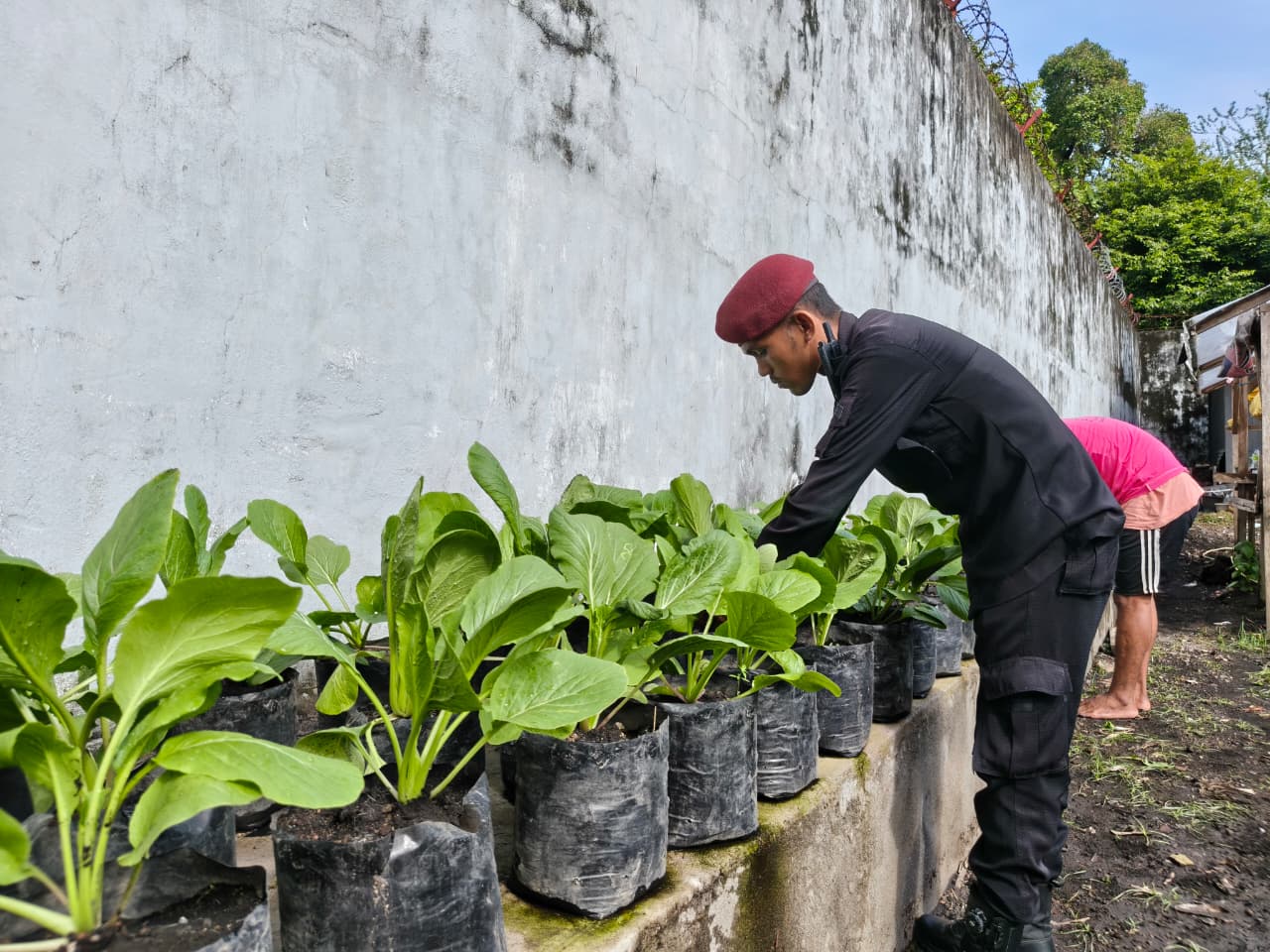Lapas Bandanaira Panen Sawi Sistem Polybag, Siapkan Bekal Hidup Mandiri untuk Warga Binaan 