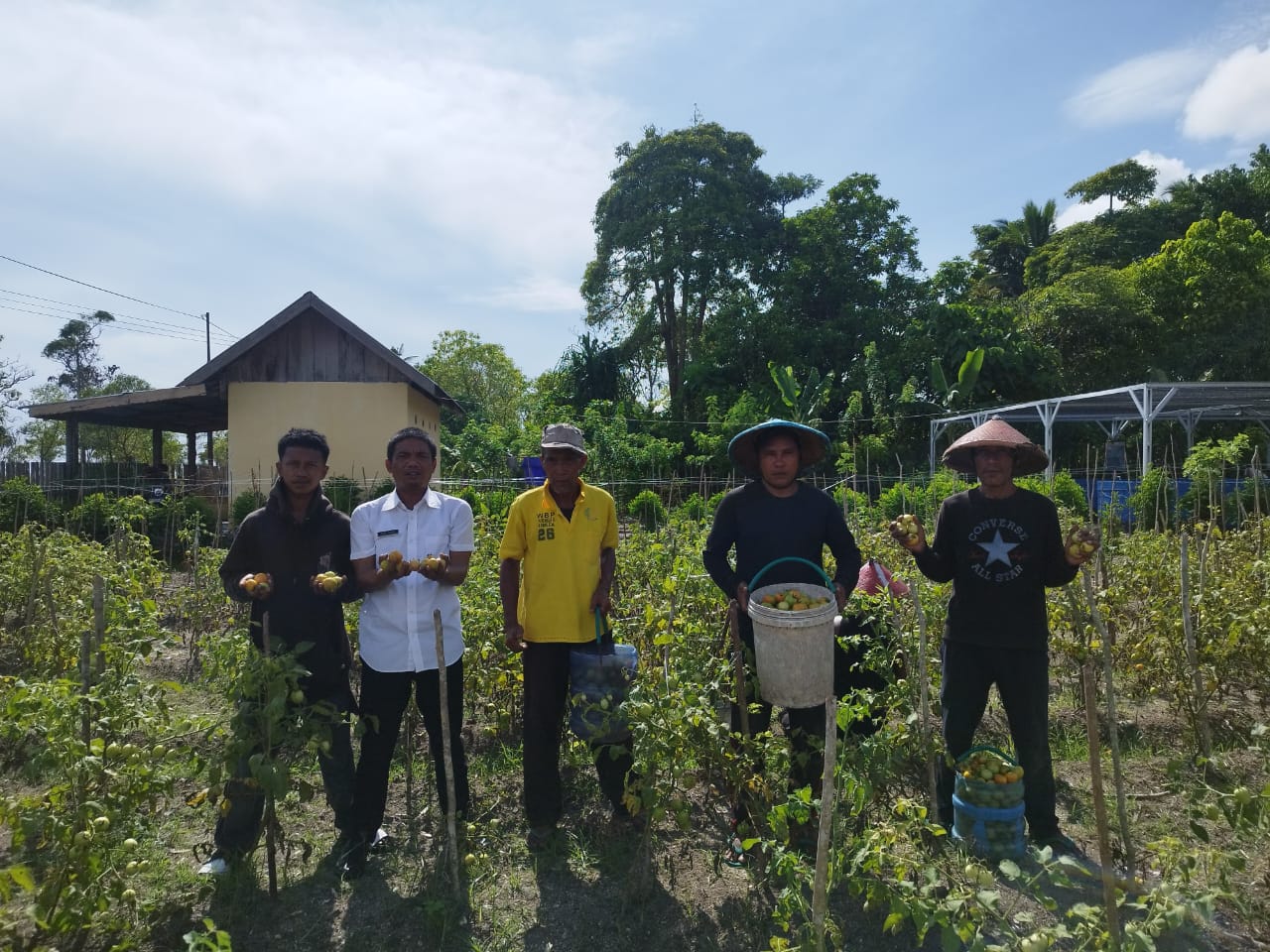 Panen Komoditas Sayuran, Lapas Namlea Petik 40 Kg Tomat Hasil Budidaya Warga Binaan