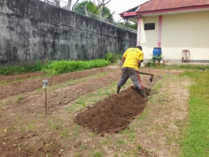 PRODUKTIVITAS TANPA BATAS, WARGA BINAAN LAPAS TUAL LANGSUNG OLAH LAHAN PASCA-PANEN