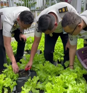 Rutan kelas I Medan Panen Raya Ketahanan Pangan Pemasyarakatan, Pembinaan Memanen Kebermanfaatan  