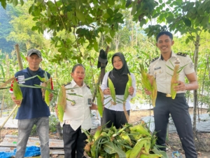 Panen Jagung Tahap Ketiga, Bukti Konsistensi Pembinaan Kemandirian Warga Binaan Lapas Wahai