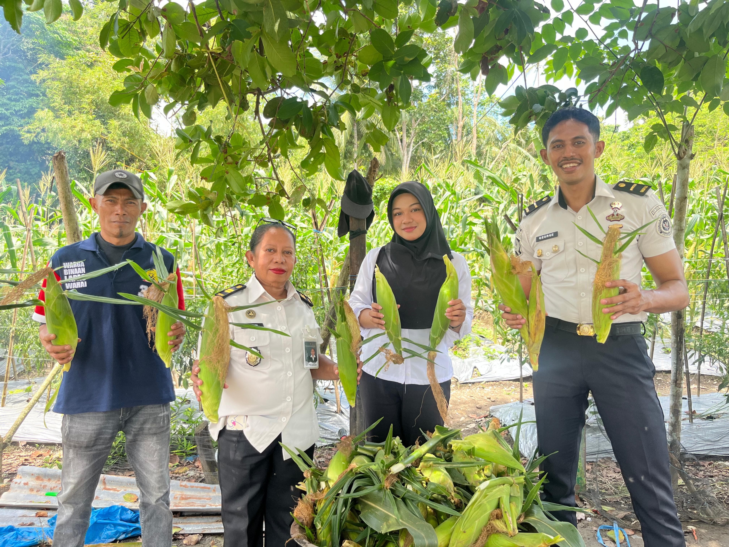 Panen Jagung Tahap Ketiga, Bukti Konsistensi Pembinaan Kemandirian Warga Binaan Lapas Wahai