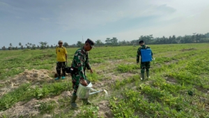 Sinergi TMMD 128: Membangun Asa Petani Semangka Desa Pasar Rawa