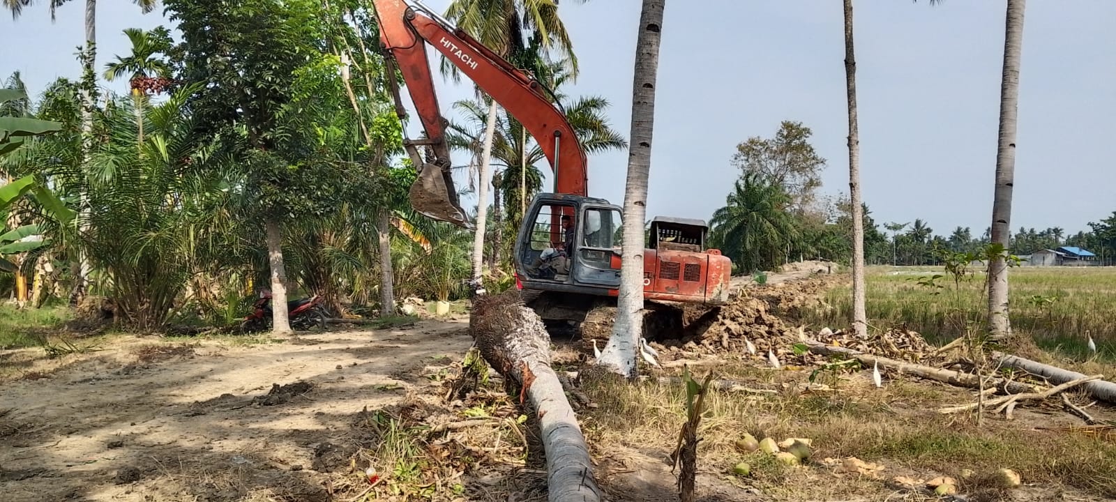 TMMD ke-128 Gebang Digenjot,Peningkatan Jalan 1500 Meter Perkuat Akses Warga Desa