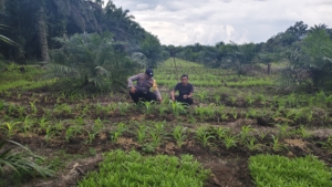 Dukung Ketahanan Pangan, Bhabinkamtibmas Bukit Kapur Pantau Perkembangan Tanaman Jagung
