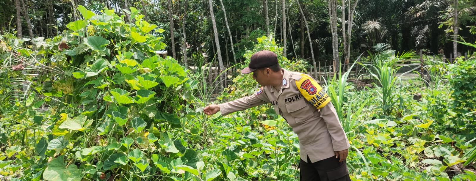 Bhabinkamtibmas Polsek Singingi Cek Pekarangan Bergizi Milik Warga, Dukung Program ASTA CITA Presiden