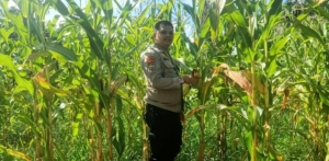 Polsek Singingi Aktif Mengawasi Swasembada Pangan Tahun 2026, Bhabinkamtibmas Cek Tanaman Jagung 2 Hektar Desa Sungai Bawang