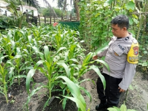 Polsek Singingi Cek Pekarangan Bergizi di Muaralembu, Dukung Program Asta Cita Presiden