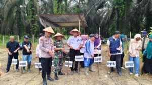 Polsek Singingi Hilir Dukung Ketahanan Pangan Lewat Penanaman Jagung Pipil Satu Hektar di Bukit Raya