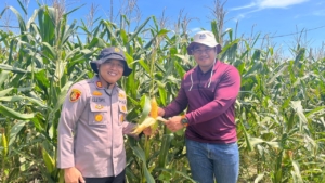 Kapolsek Kerinci Kanan Cek Perkembangan Jagung Pipil 90 Hari, Dukung Swasembada Pangan di Lahan HGU PT MSSP