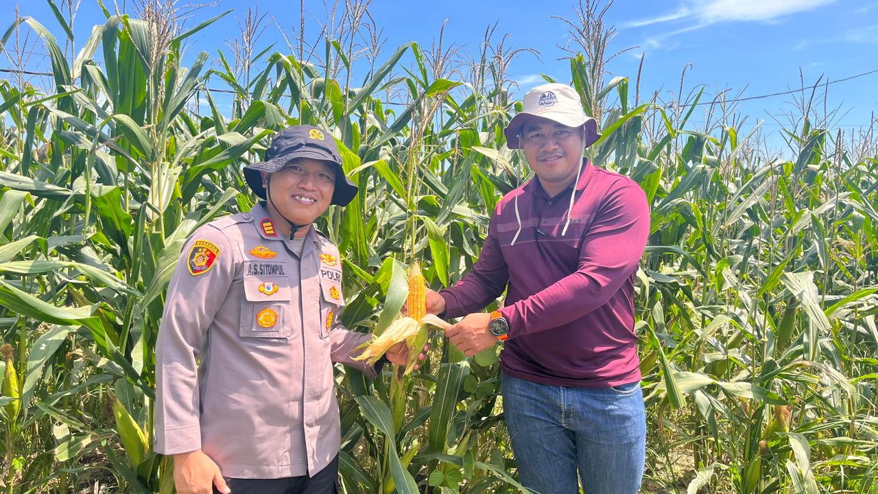 Kapolsek Kerinci Kanan Cek Perkembangan Jagung Pipil 90 Hari, Dukung Swasembada Pangan di Lahan HGU PT MSSP