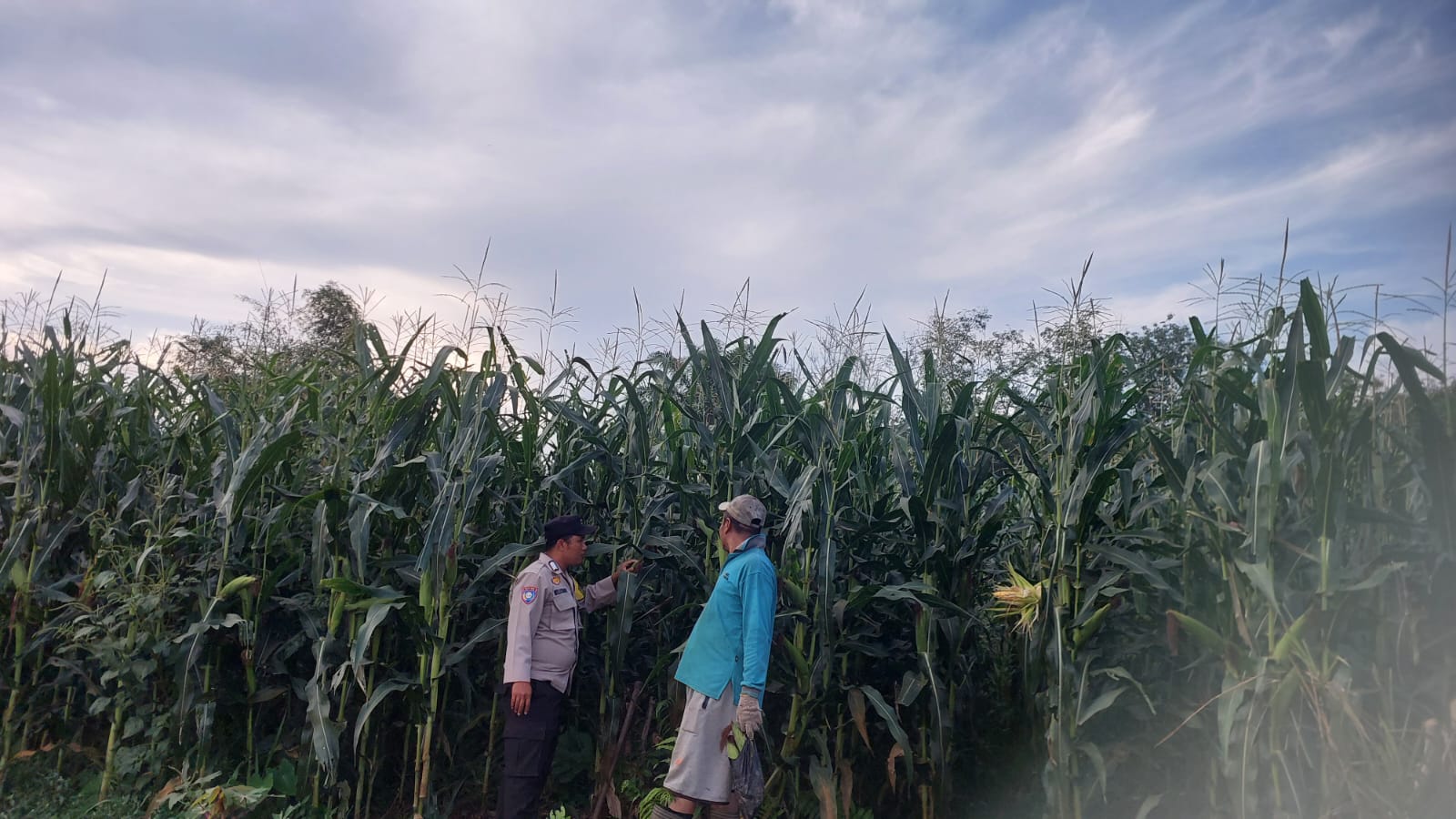 Kapolsek IPTU Edi Winoto Turunkan Bhabinkamtibmas Cek Tanaman Jagung Warga Kuantan Hilir