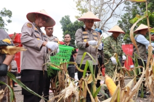 Dukung Program Pemerintah, Polsek Kampar Gelar Panen Jagung Serentak di Ranah Singkuang