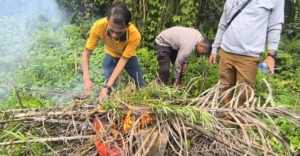 Lakukan Pengembangan, Satresnarkoba Polresta Deli Serdang bersama Polsek Tanjung Morawa kembali temukan batang ganja dan lakukan pemusnahan di Kecamatan Tanjung Morawa