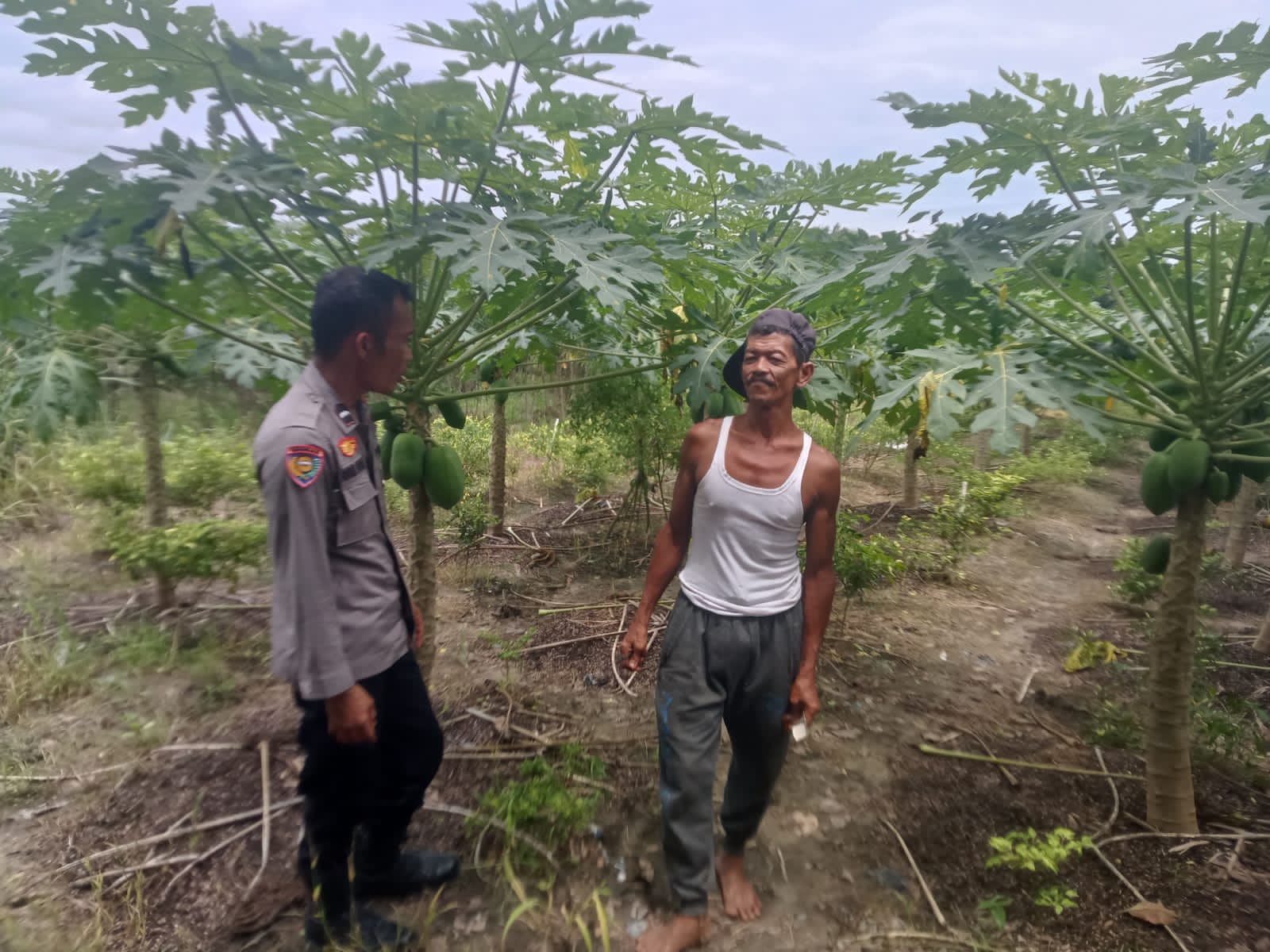 Bhabinkamtibmas Bagan Besar Timur Dampingi Petani, Pastikan Pekarangan Pangan Bergizi Tumbuh Optimal