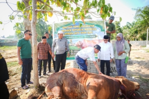 Mantap.! Sapi Kurban Bantuan Presiden Prabowo Dipotong, Bupati Kuansing Suhardiman Amby dan Masyarakat Ucapan Terimakasih