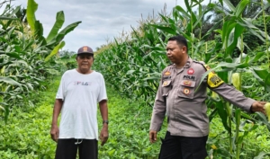 Dukung Asta Cita Presiden, Polsek Singingi Cek Pekarangan Bergizi Jagung & Kacang Tanah di Desa Petai Baru