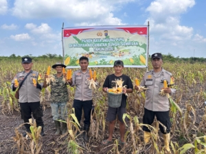 DUKUNG KETAHANAN PANGAN NASIONAL, POLSEK SUNGAI SEMBILAN AWASI PANEN JAGUNG DI LAHAN WARGA   