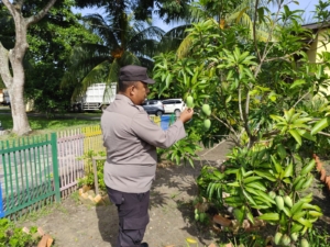 DUKUNG KETAHANAN PANGAN NASIONAL, POLSEK DUMAI TIMUR TURUN CEK PERTUMBUHAN MANGGA DI PEKARANGAN WARGA
