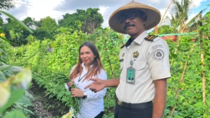 Dukung Ketahanan Pangan, Lapas Bandanaira Kembali Panen 30 Ikat Kacang Panjang di Lahan SAE  ‎