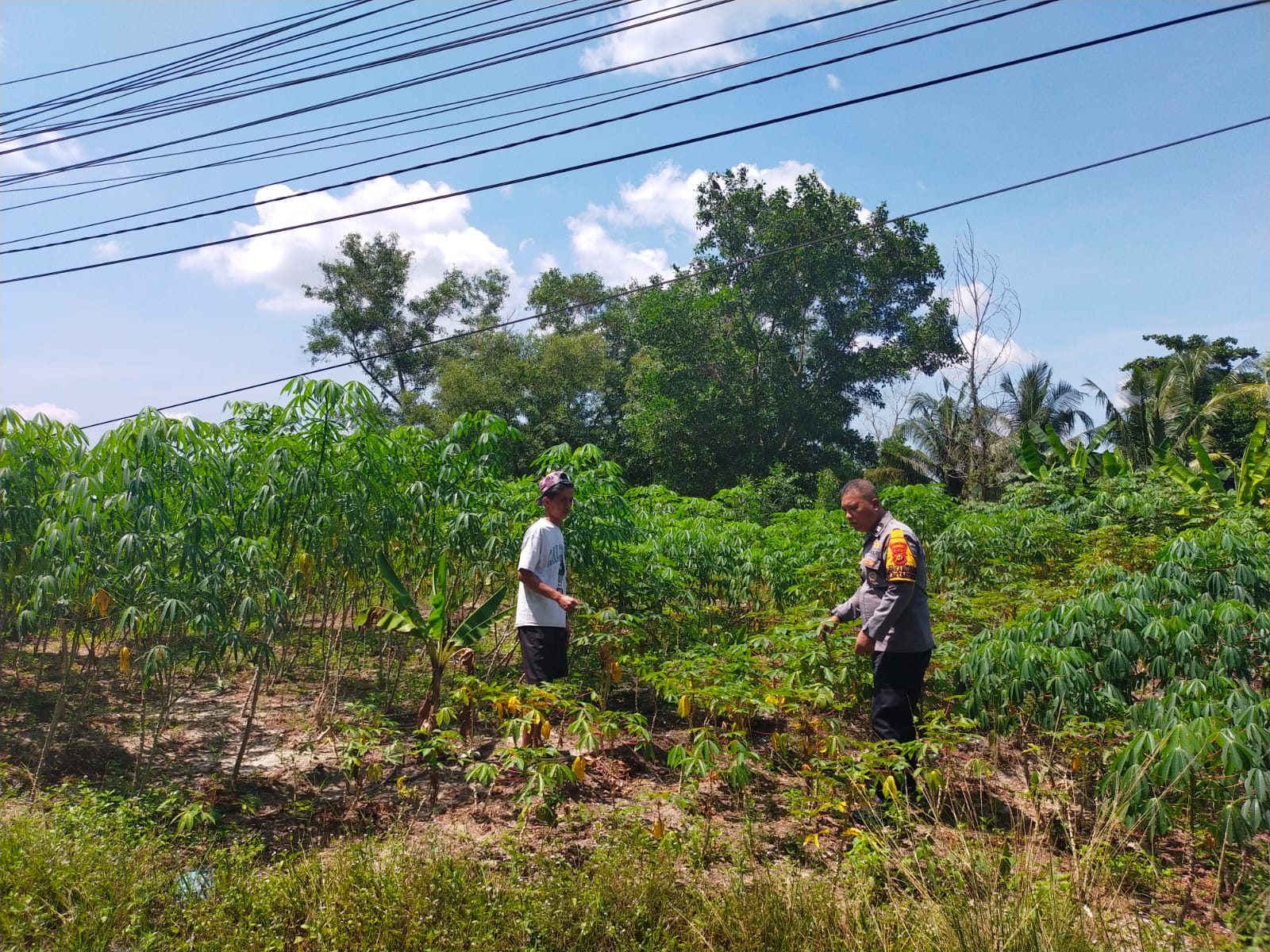 Bhabinkamtibmas Bukit Batrem Dampingi Petani, Perkuat Ketahanan Pangan Nasional