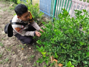 Bhabinkamtibmas Tanjung Palas Turun ke Kebun, Dampingi Petani Cek Jeruk Nipis Dukung Ketahanan Pangan