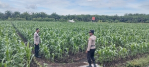 Kapolsek Kampar AKP Asdisyah Mursid SH Kembali Tinjau Tanaman Jagung Pipil di Desa Kayu Aro, Wujud Nyata Dukungan Ketahanan Pangan Nasional