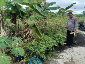 GIAT PANIT BINMAS POLSEK DUMAI TIMUR DUKUNG KETAHANAN PANGAN: CEK TANAMAN CABE RAWIT DI PEKARANGAN WARGA