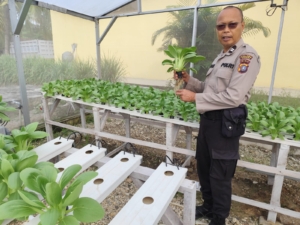 PANIT SAMAPTA POLSEK DUMAI TIMUR TINJAU PEKARANGAN PANGAN BERGIZI, WUJUD NYATA DUKUNG KETAHANAN PANGAN NASIONAL