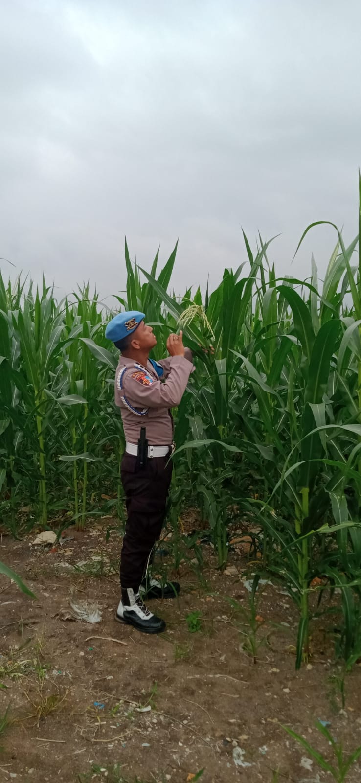 Ketahanan Pangan Jadi Prioritas, Polsek KSKP Dumai Intensif Dampingi Petani Jagung