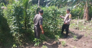 Dukung Asta Cita, Polsek Singingi Cek Pekarangan Bergizi Kacang Panjang di Sumber Datar