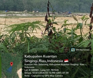 Aktivitas PETI Masih Beroperasi di Wilayah Kukok Dan Bukit Potai Devisi 11, Publik Desak Aparat Bertindak