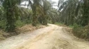 Status Tak Jelas, Kebun Sawit 500 Hektare Milik Pemkab Kuansing Diduga Dikuasai Oknum