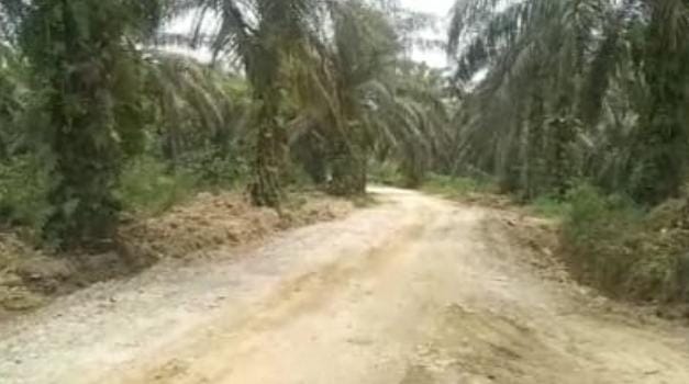 Status Tak Jelas, Kebun Sawit 500 Hektare Milik Pemkab Kuansing Diduga Dikuasai Oknum