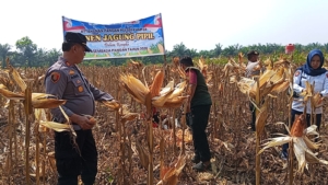 Kapolsek Kampar dan Jajaran Panen 6 Ton Jagung Pipil Kuartal II, Dukung Swasembada Pangan 2026