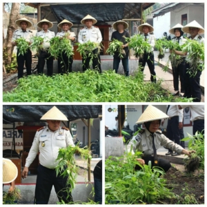 Bapas Kelas I Palangka Raya Upaya Pembimbingan  Kemandirian Klien  Berbasis Hortikultura Menghasilkan Panen Kangkung 