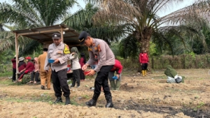 Polsek Pangean Dukung Ketahanan Pangan, Tanam Jagung Pipil di Desa Sukaping