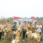 Kapolres Kuansing Hadiri Panen Raya Jagung Pipil Kuartal III di Desa Sungai Buluh, Dukung Program Asta Cita Presiden RI
