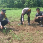 Dukung Swasembada Pangan 2026, Polsek Kuantan Mudik Cek Perkembangan Tanaman Jagung Pipil di Desa Petapahan