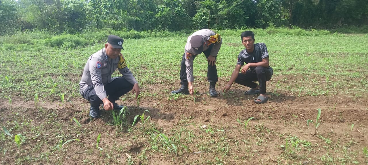 Dukung Swasembada Pangan 2026, Polsek Kuantan Mudik Cek Perkembangan Tanaman Jagung Pipil di Desa Petapahan